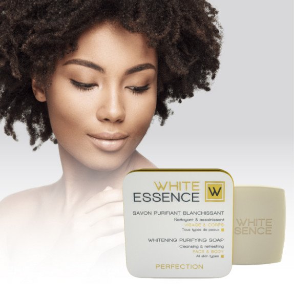 ficus decora cabernet ficus decora cabernet